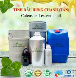 Tinh dầu tần dày lá Coleus Leaf bán sỉ lít kg buôn