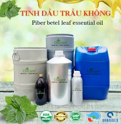 Tinh dầu trầu không Piper betel bán lít sỉ buôn giá rẻ