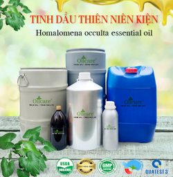 Tinh dầu thiên niên kiện Homalomena occulta bán sỉ lít kg buôn giá rẻ mua ở đâu